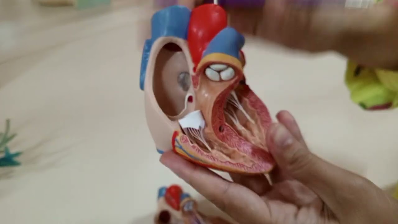 Gross + internal Structure of Heart