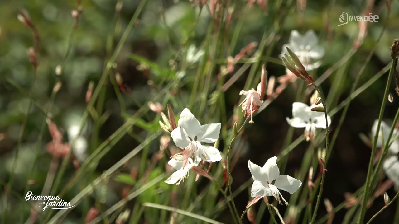 Bienvenue aux Jardins - Jardin de la Petite-Coudraie