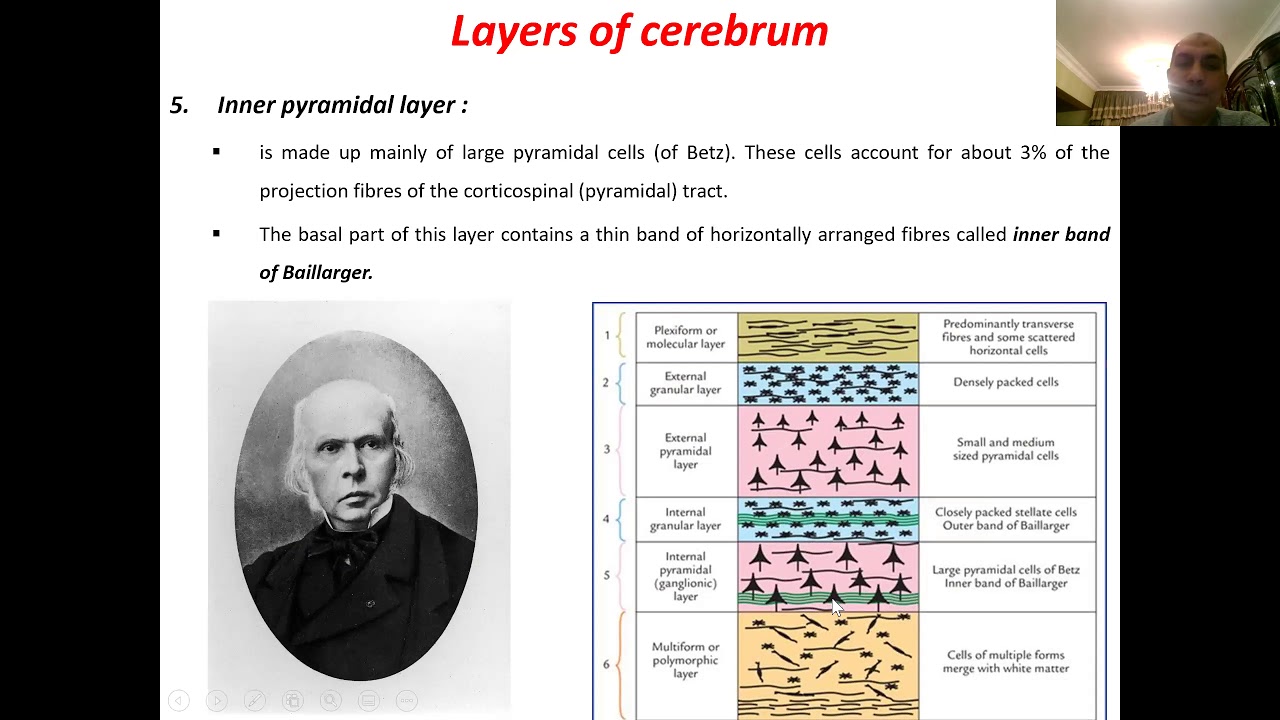 Cerebral cortex (Histology 7)
