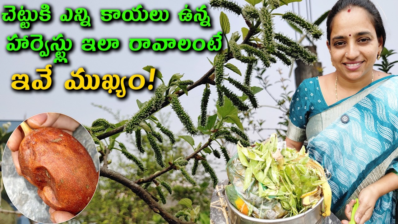 హార్వెస్ట్లు బాగుండాలి అంటే ఇవే ముఖ్యం | Best Compost || TELUGU GARDEN VLOG