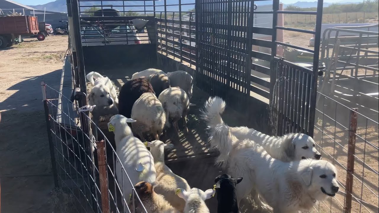 Getting sheep out to the solar farm!