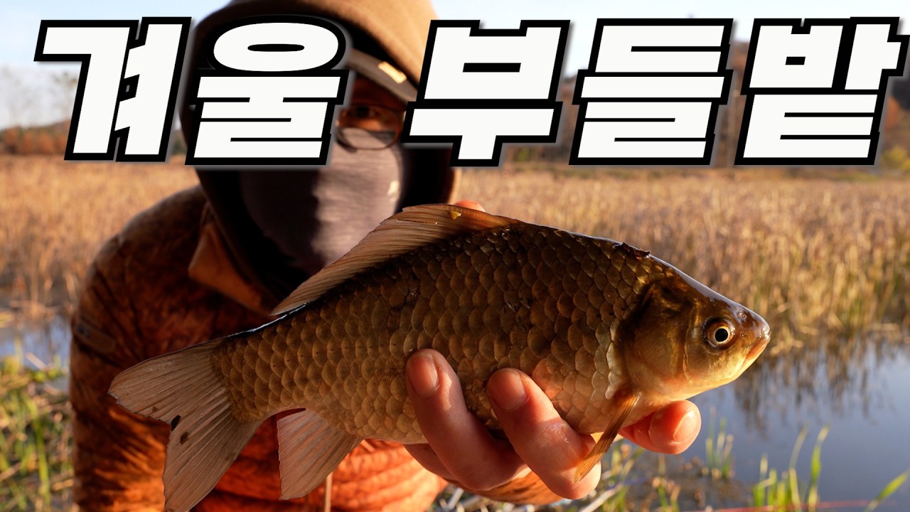 겨울 부들밭 붕어낚시 했어요