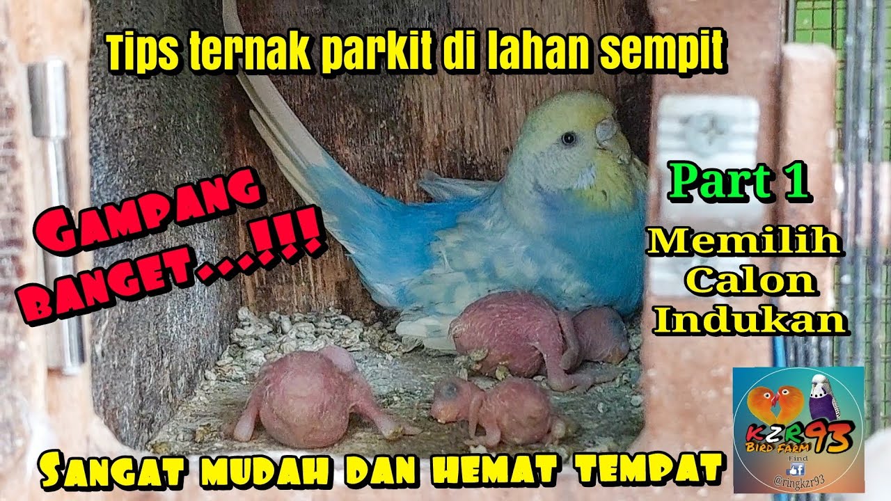 Ternak Burung Parkit di lahan sempit  part 1 pemilihan induk Parkit yang bagus