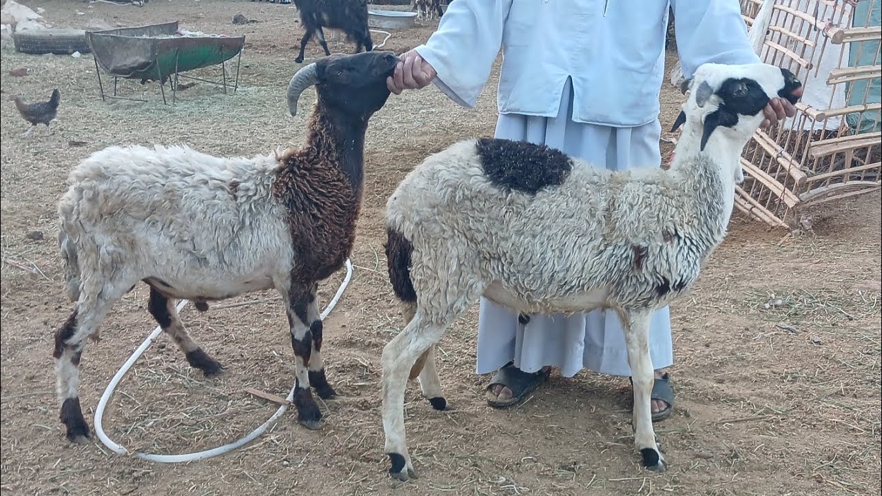 عرض خروفين برديسي من اعلي السلالات بأرخص الاسعار (12/2) ت(01157790601)#ابو_ريان_لتجاره_الأغنام_٢