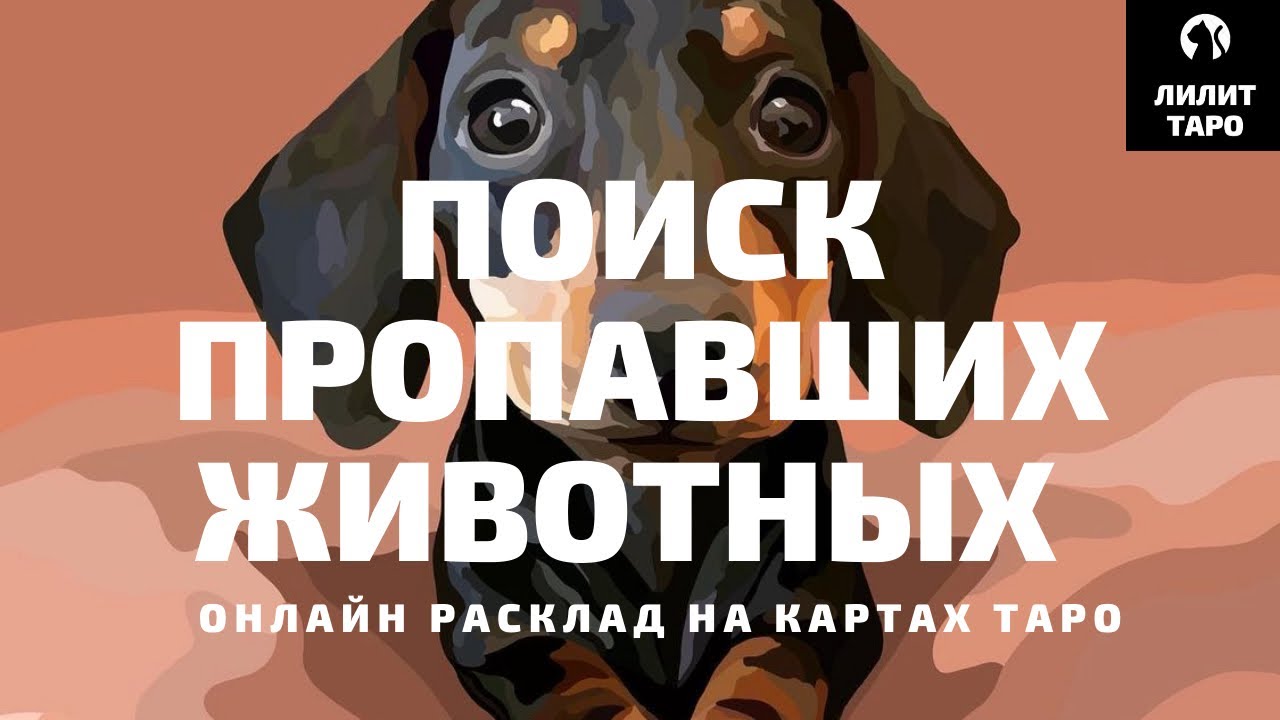 ПОИСК ПРОПАВШИХ ЖИВОТНЫХ 🐶 онлайн расклад на картах Таро |Лилит Таро|