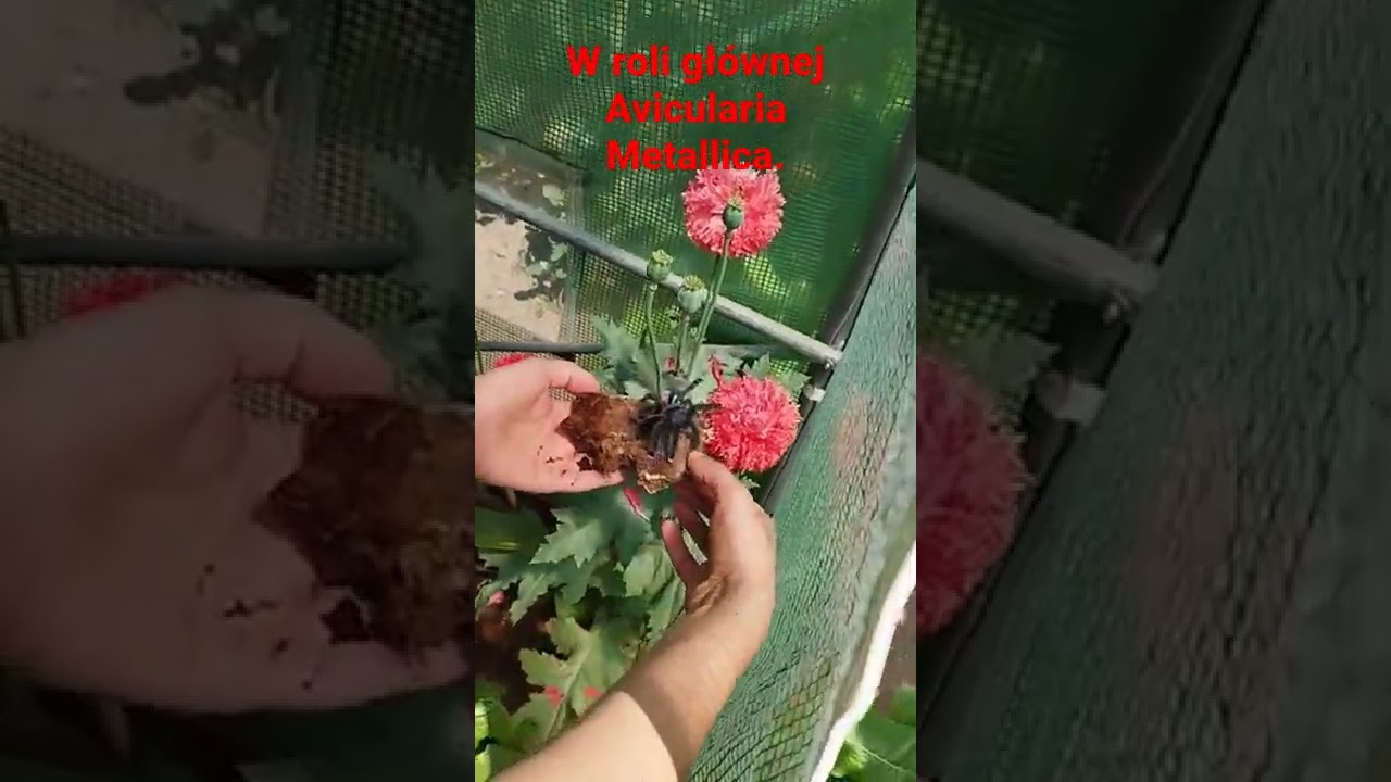 Avicularia Metallica na kwiatku.