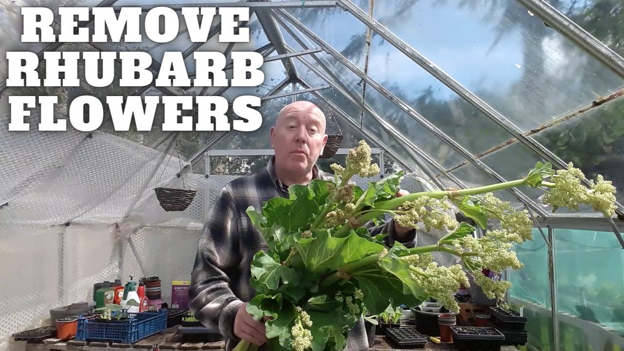 Removing Rhubarb Flowers [Gardening Allotment UK] [Grow Vegetables At Home ]