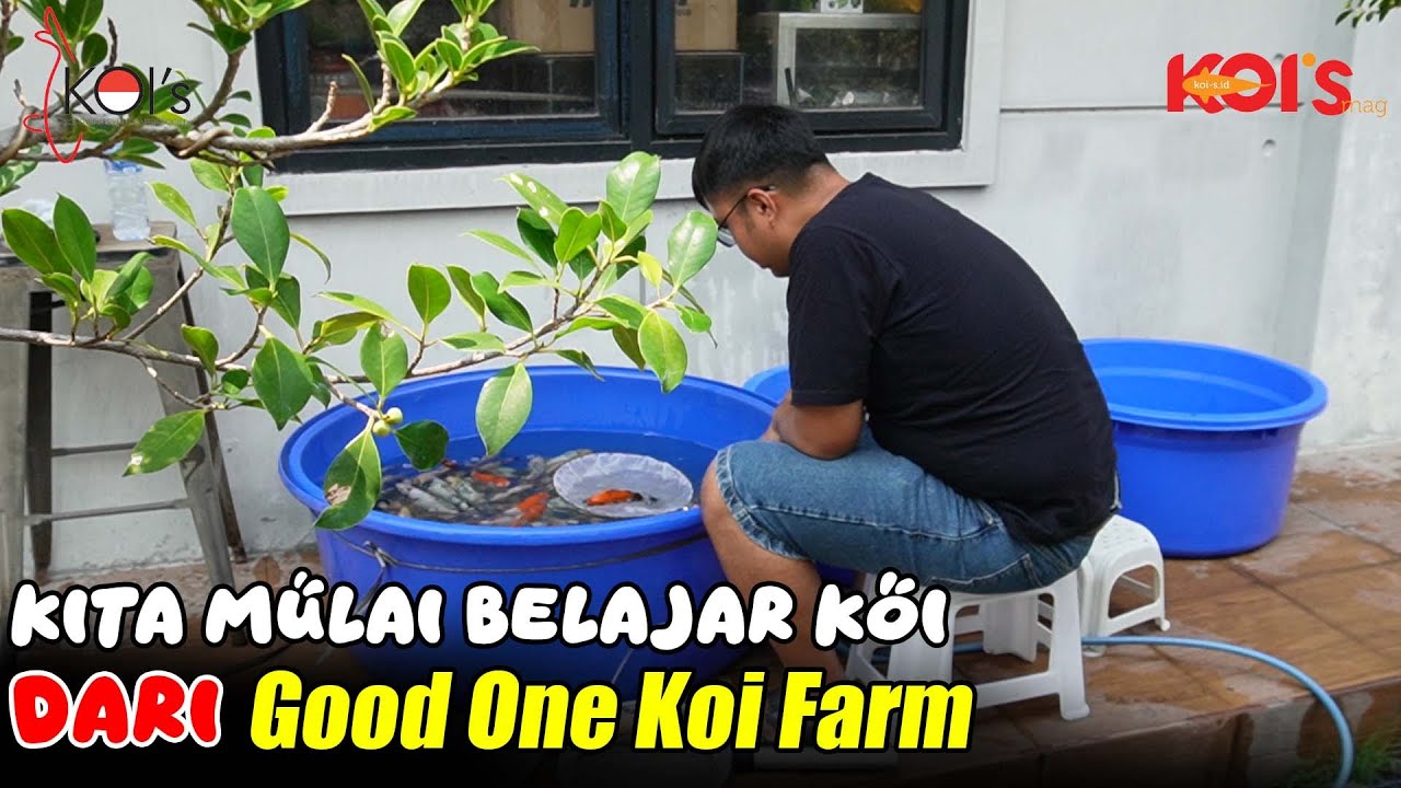 Budidaya Ikan Koi Harus Dengan Perhitungan Yang Matang | Good One Koi Farm Surabaya