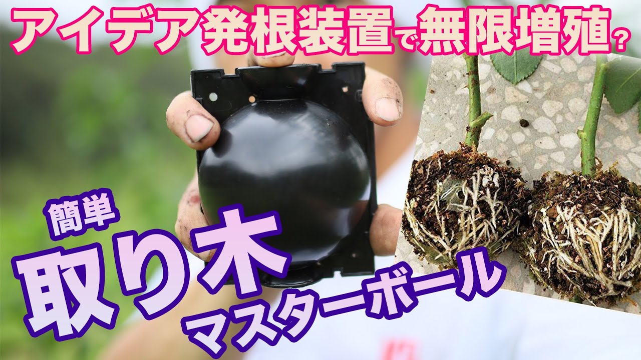 取り木の方法【簡単発根装置】一番簡単なやり方仕方？