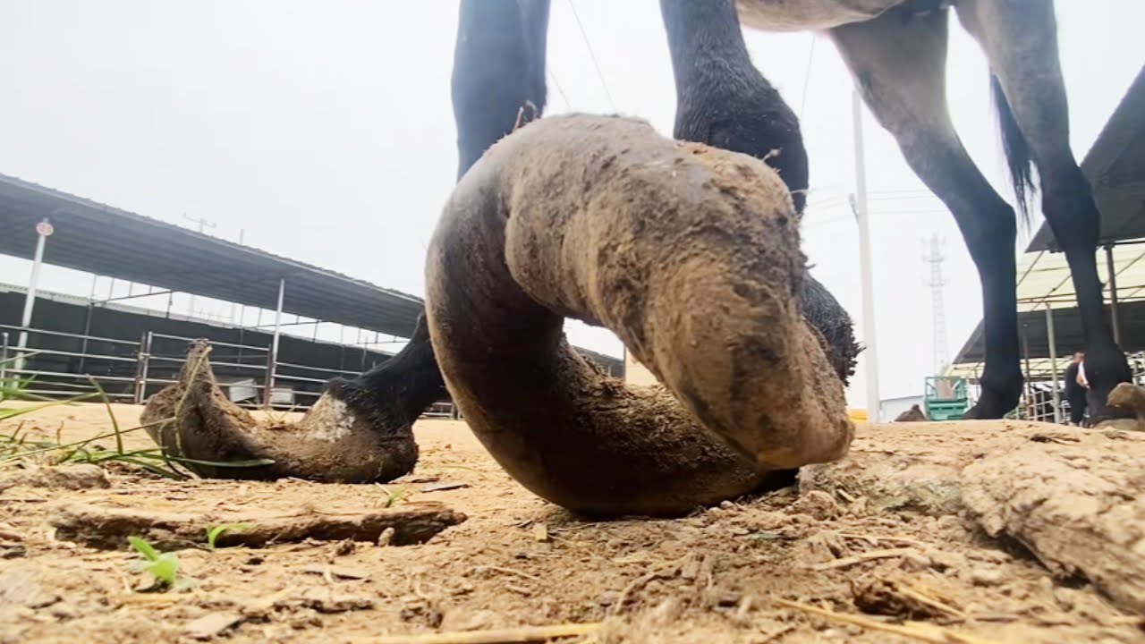 Donkey Hooves Have Grown Wildly In 8 Years, Comparable To Twisted Dough Sticks.