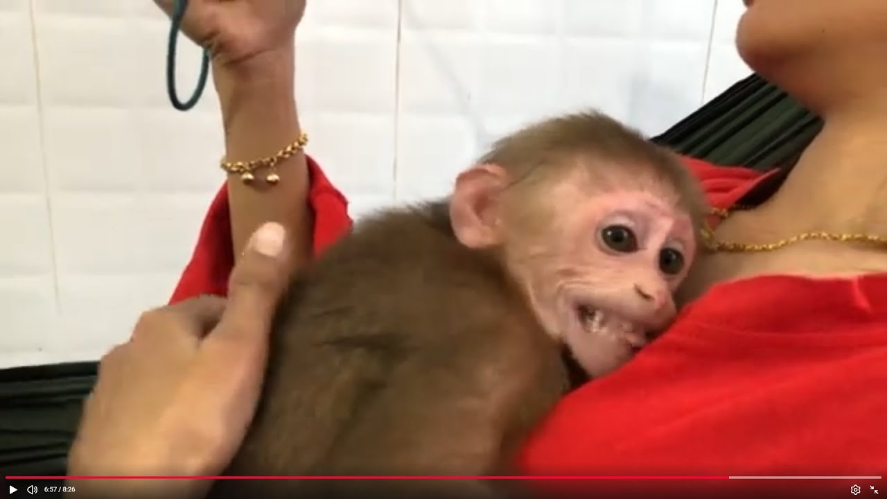 Baby monkey Bella drink milk in the morning