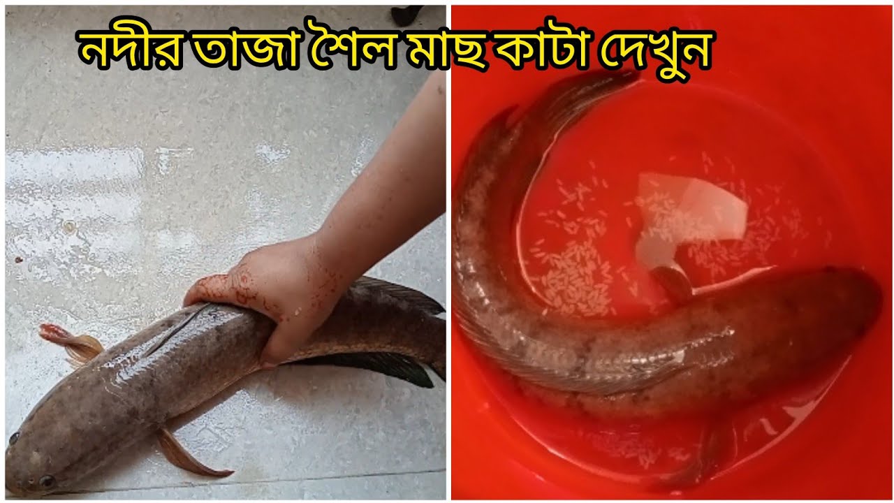 নদীর তাজা শৈল মাছ কাটা দেখুন 👍 How to cut  Rock Fish cutting 🐠