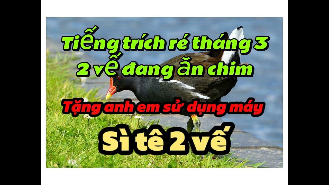 tiếng trích ré 2 vế riêng biệt đang ăn chim tặng anh em xài máy sì tê 2 kênh. 0949858434