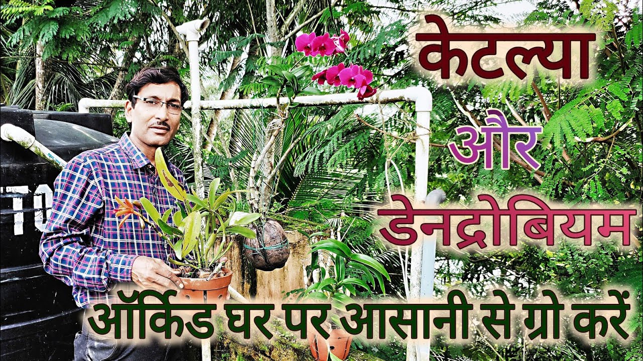 ऑर्किड घर पर आसानी से ग्रो करें/ Grow Orchid at home Easily