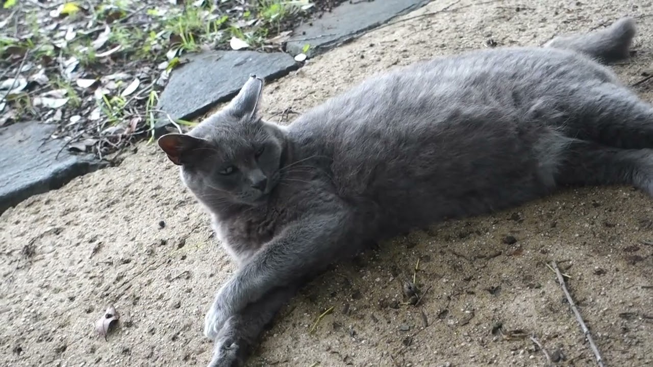 【Cat Video】 meowmeow Happy  #cat  #cats  #cute
