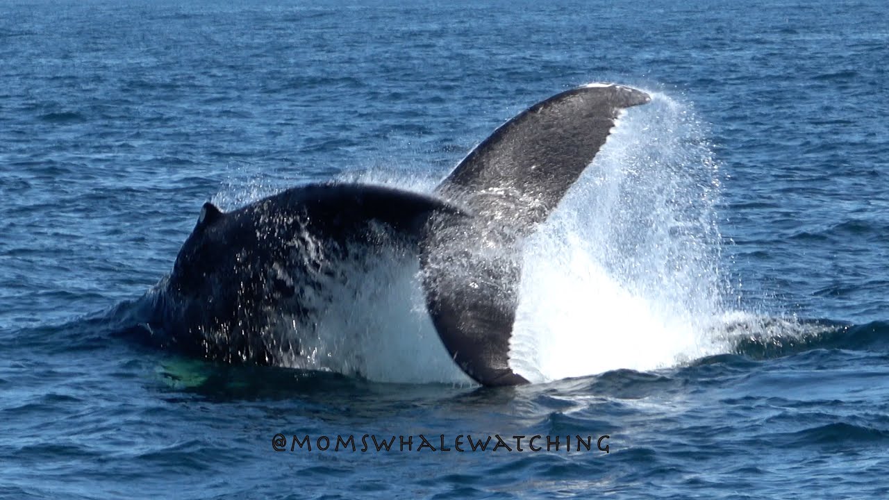 Humpback whales going wild in Monterey, California!