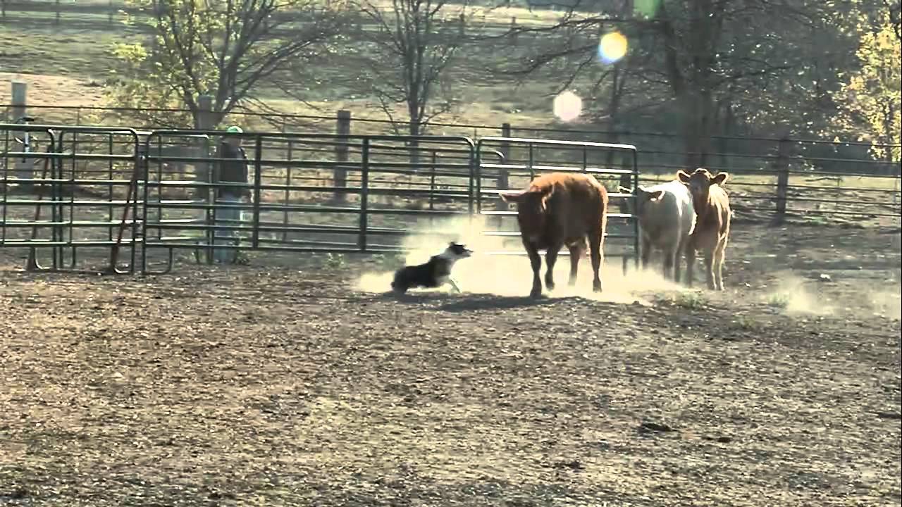 2011 SE Iowa Cattle Dog Trials Trailer