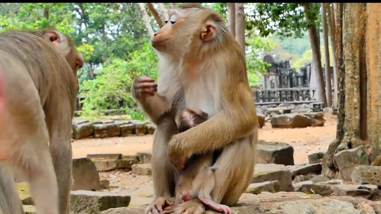 Beautiful Clip | Mom Lila vs Newborn Lilo  Meet Pregnancy Linda What Happen next !