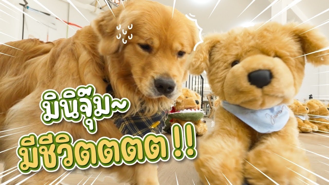 หมาจะมีอาการยังไง ถ้าให้เจอตุ๊กตามินิจุ๊มมีชีวิต | Japan and Friends