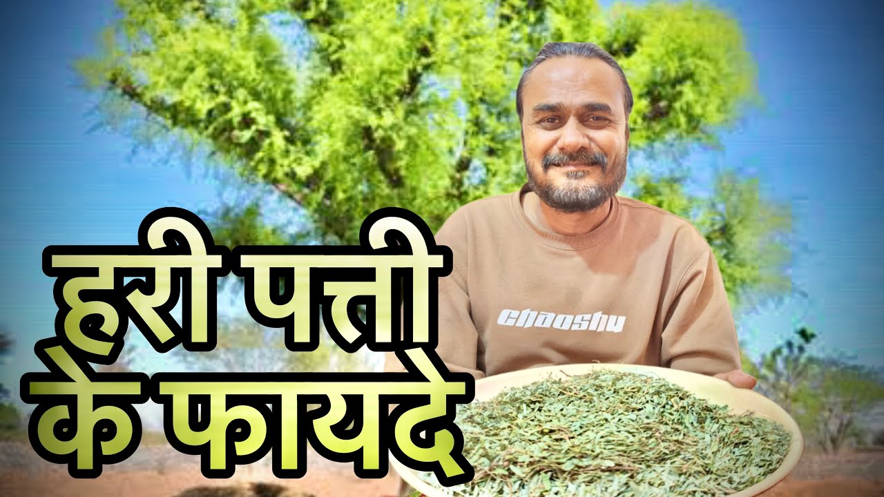 Benefits of Feeding Hari Patti to Goats बकरो को हरी पत्ती खिलाने के लाभ by Mubarak Khilji