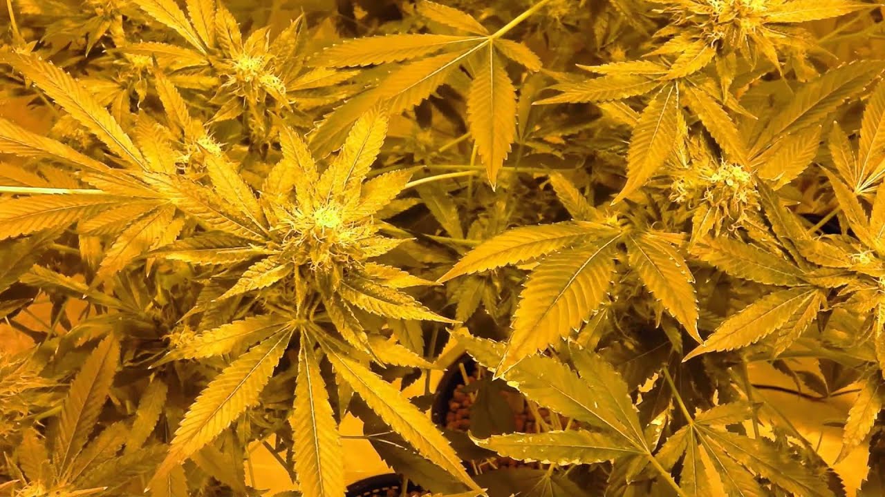 MG420: Week 7 Flower and how to spot a male plant 1080p