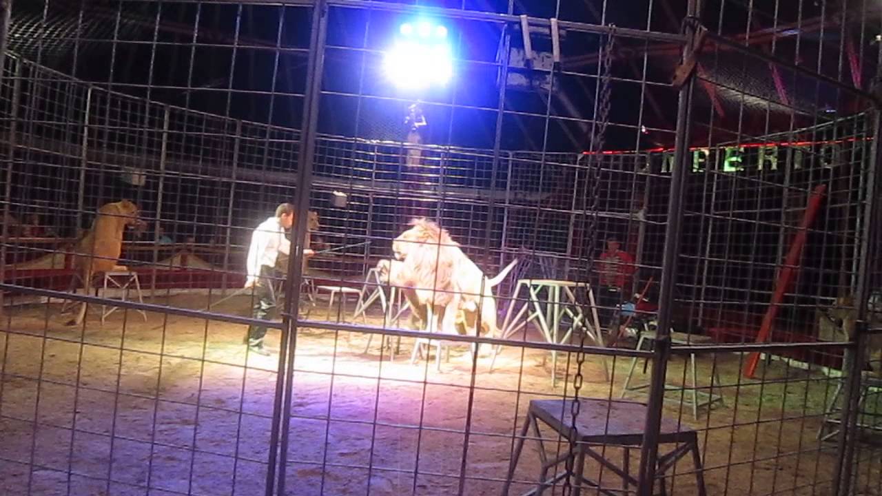 Hynek Navratil baby lion and big lion act 2014
