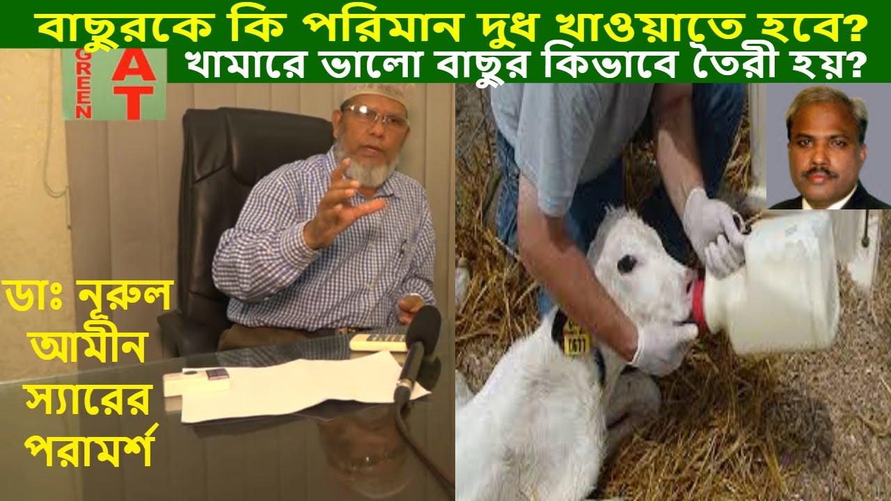 ডেইরি খামারে কিভাবে বেশি দুধের ভাল বাছুর তৈরী করবেন | How to make a good calf?