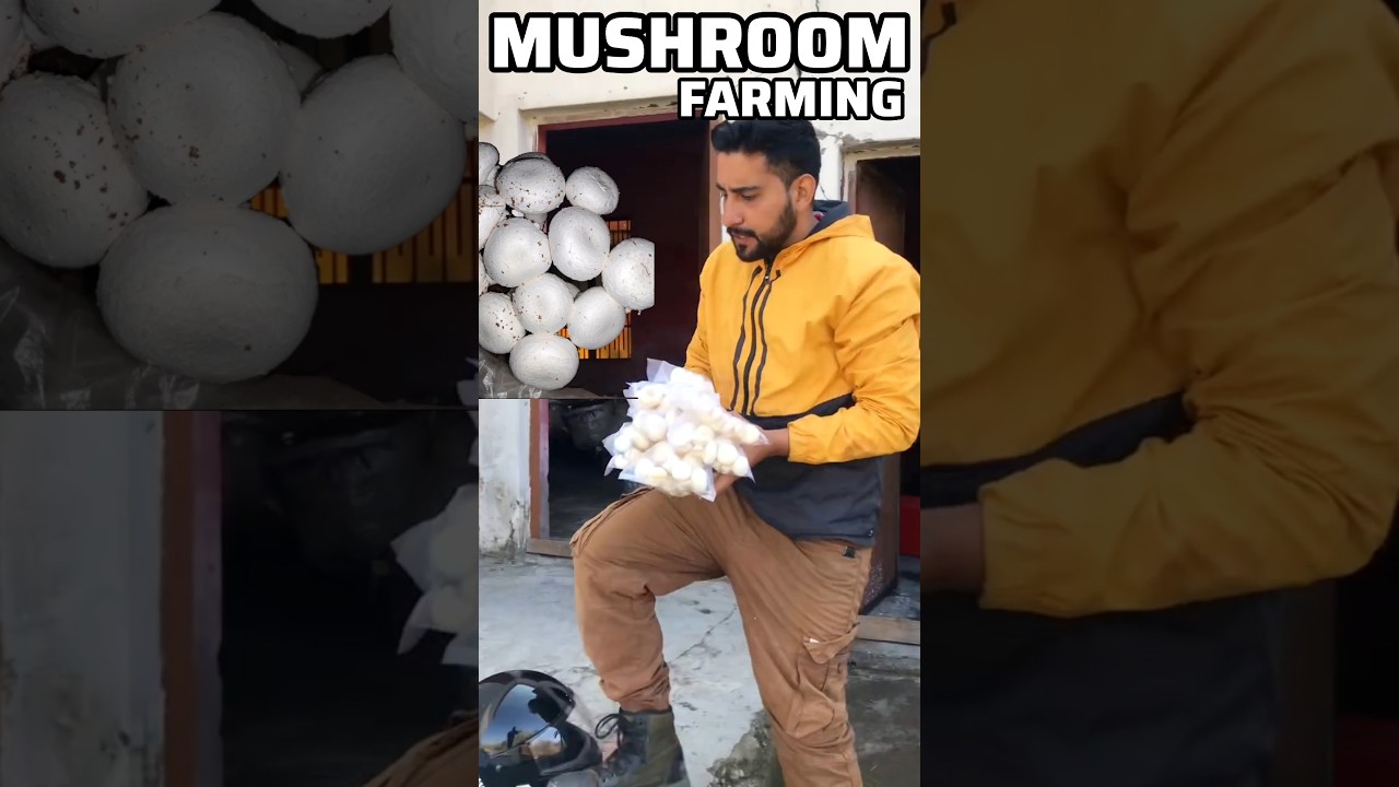 Mushroom farming business in India How to grow mushroom #shorts