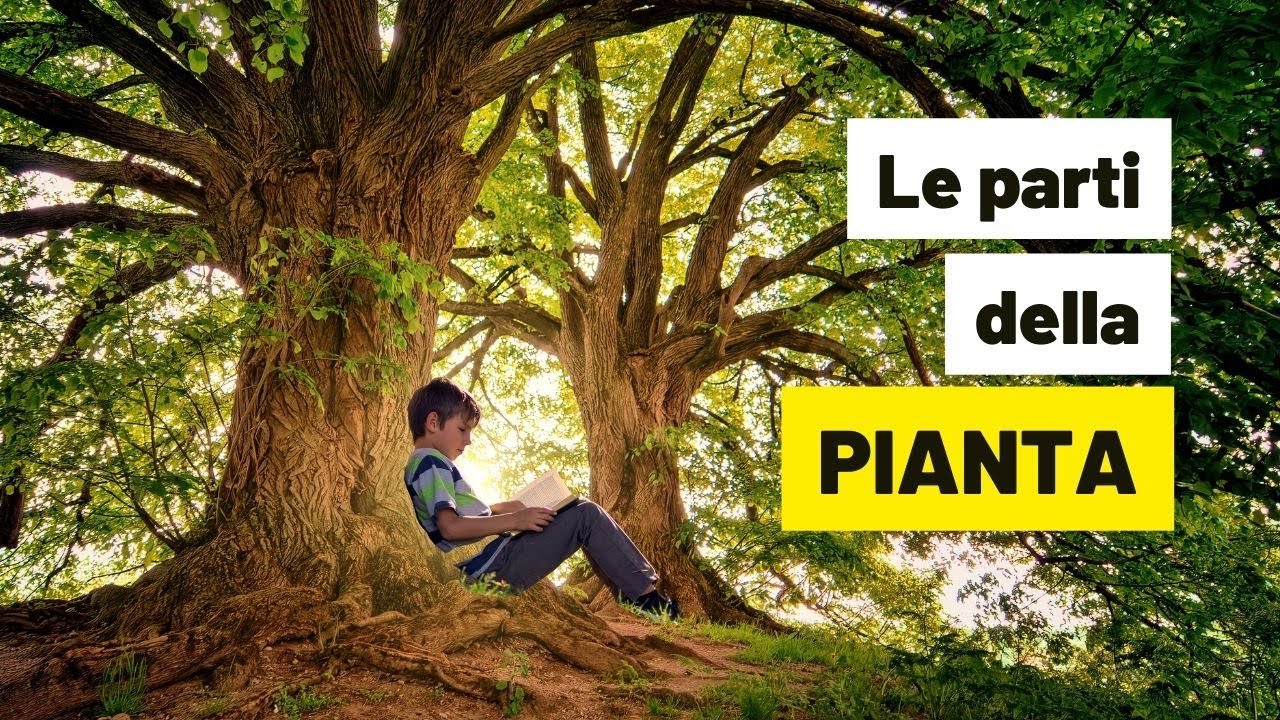 LE PARTI DELLA PIANTA - videolezione di scienze per la scuola primaria