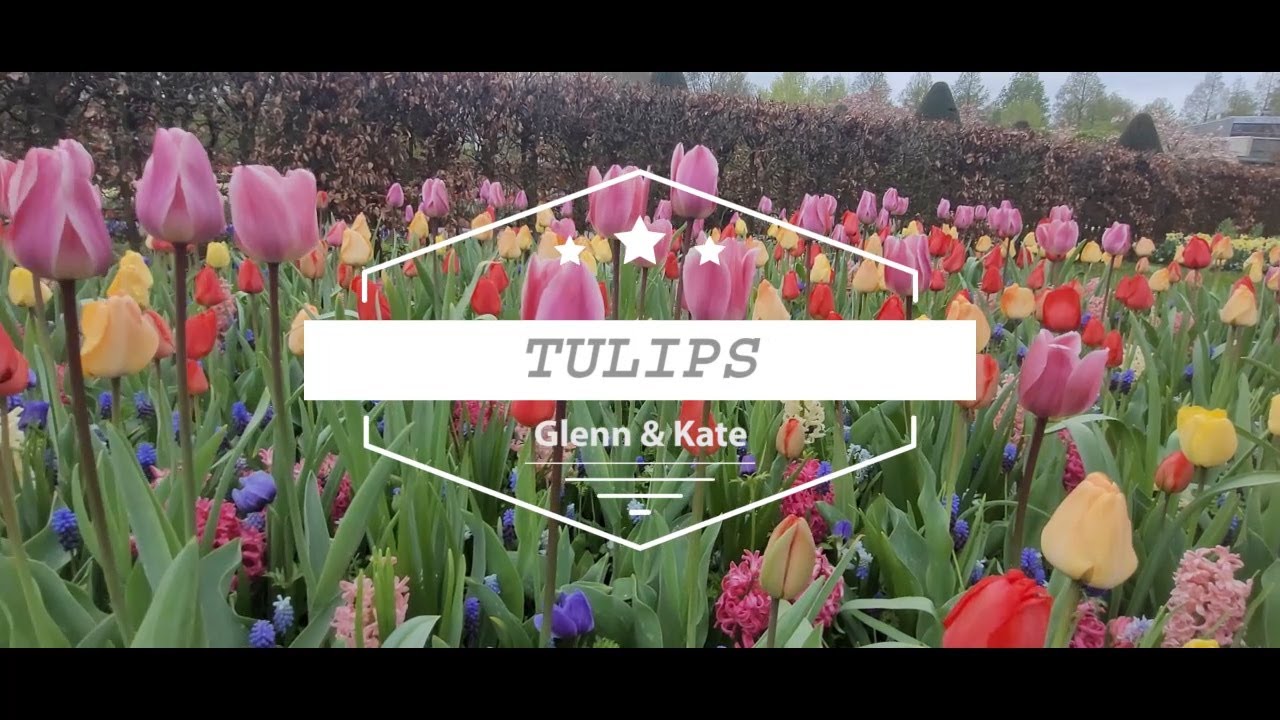 Tulips