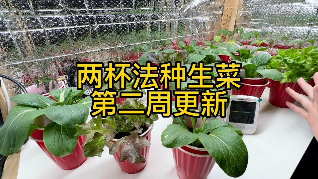 两杯法种生菜如何添加营养液