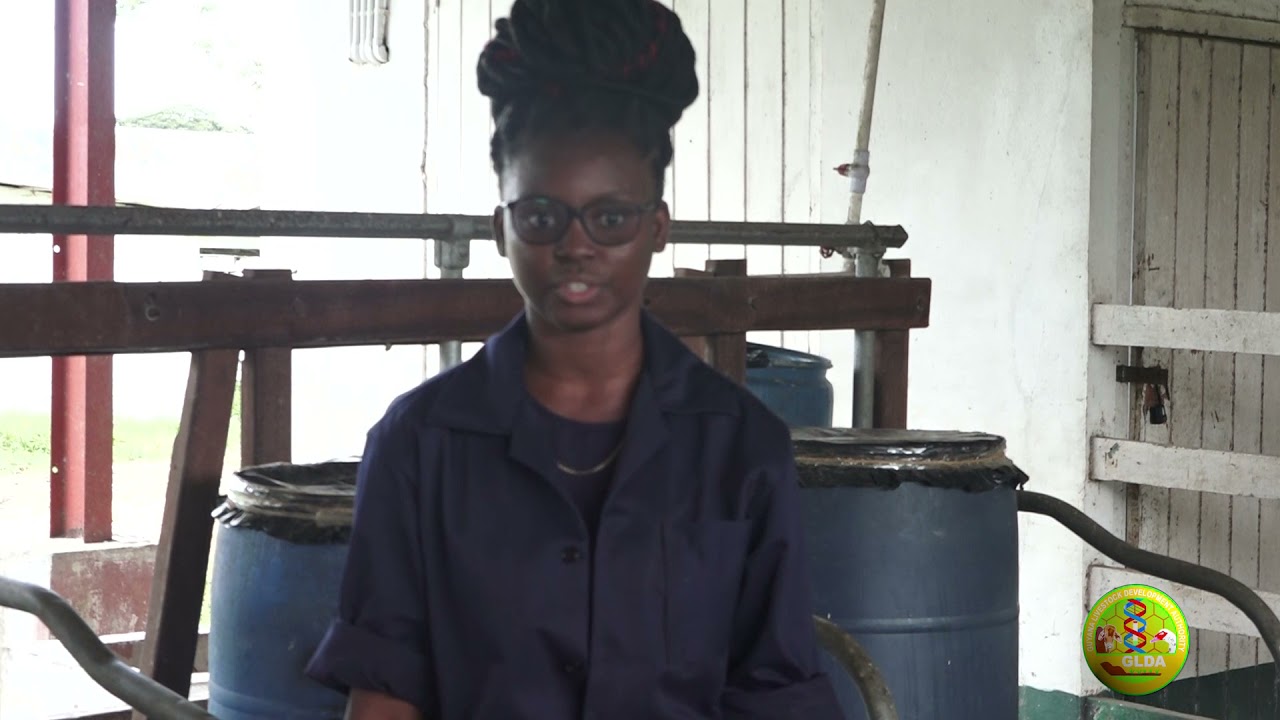GLDA SPECIAL REPORT   USING RICE STRAW AS FEED FOR LIVESTOCK   FINAL