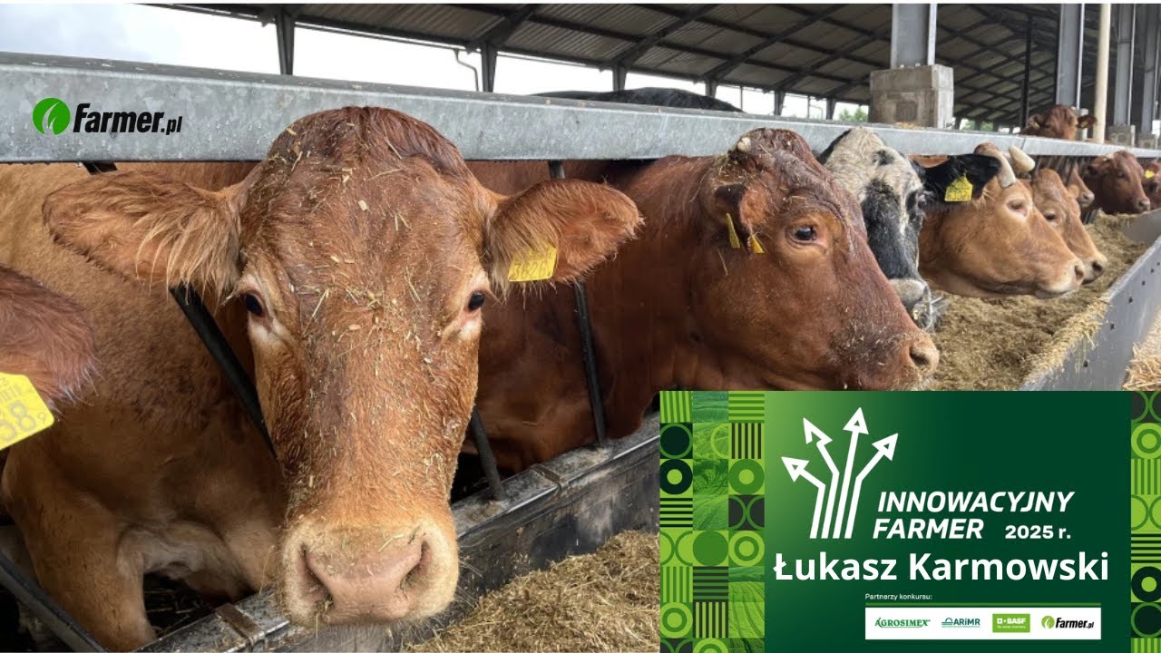 Amerykańska genetyka w stadzie bydła i gorzelnia zapewniająca paszę - Innowacyjny Farmer 2025