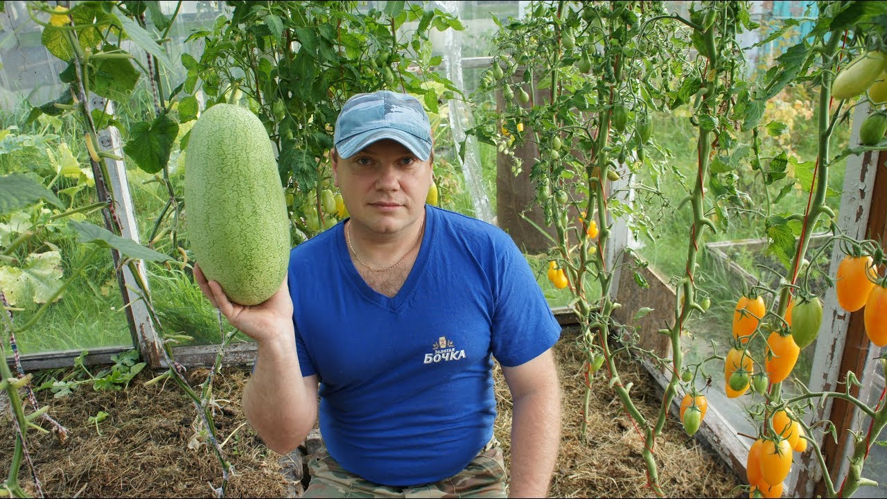 Арбуз привитый на тыкву,дегустация 2019г.