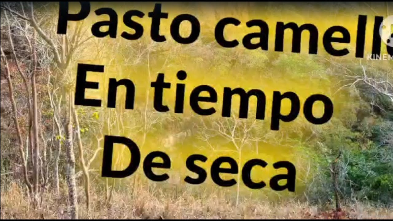 Pasto Camello. En tiempo de seca. #pastos #chiapas #campo #vacas