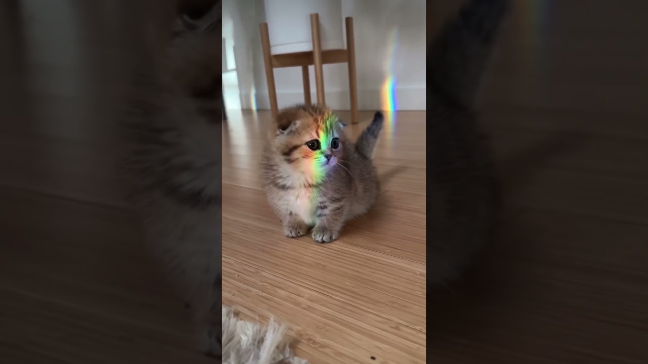 Познакомьтесь с Элеонорой-манчкин!