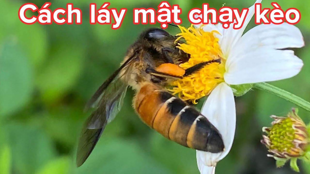BẮT MƯỚN THÀNH CÔNG 2 TỔ ONG KHOÁI...