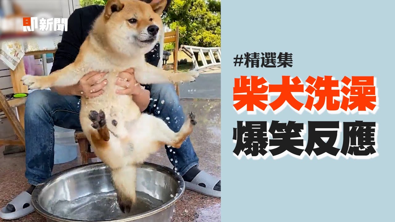 柴犬們洗澡的爆笑反應！大字形の強烈主張？還有柴狂喊「好了啦」｜寵物