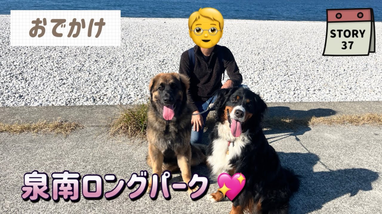 【ななエル物語】エルさん初めての海の反応は？･･･姉妹と泉南ロングパークへ