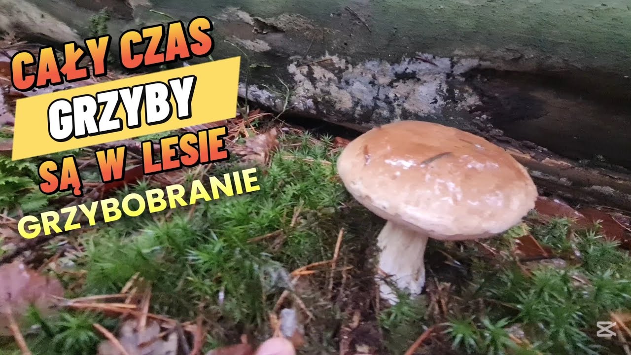 Grzyby cały czas są w lesie Grzybobranie