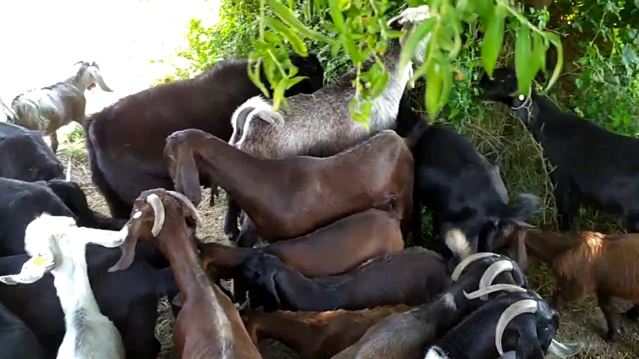 Damazlıq Hələb təkəsi satılır. (goat, şami keçi, süd keçisi)
