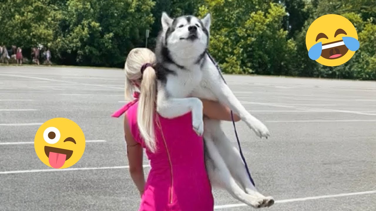 Смешная подборка видео с собаками – Лучшие видео с собаками 2025 года 🐕🤣 #28