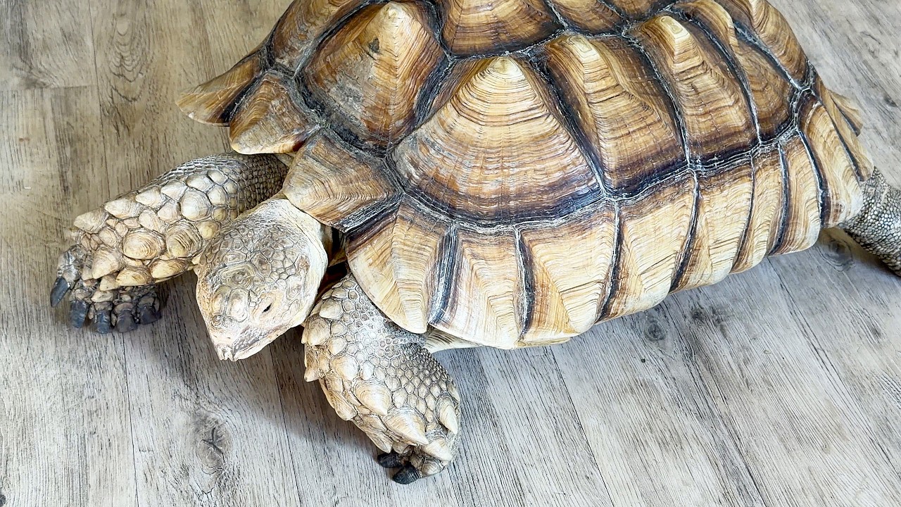 The turtle ran away from the Baron parrot. Черепаха убежала от попугая Барона.