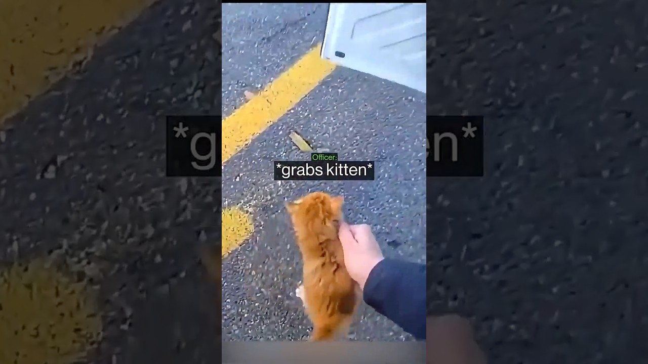 Cop Rescues A Kitten Mid-Arrest