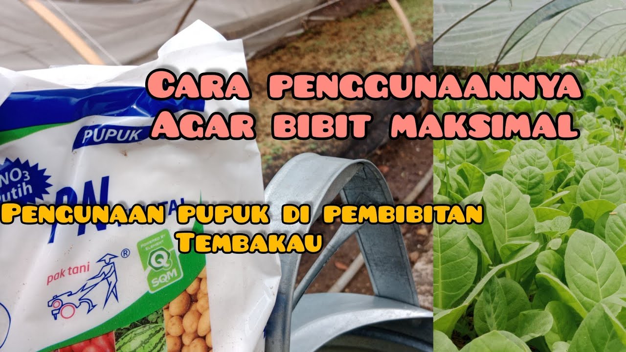 Penambahan pupuk di pembibitan tembakau#tembakau#palingpalinglewat