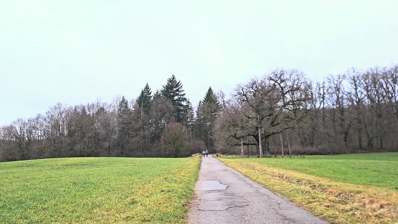 Naturdenkmal Breiteich Evening Walk | Scenic Relaxation | Beautiful Forest