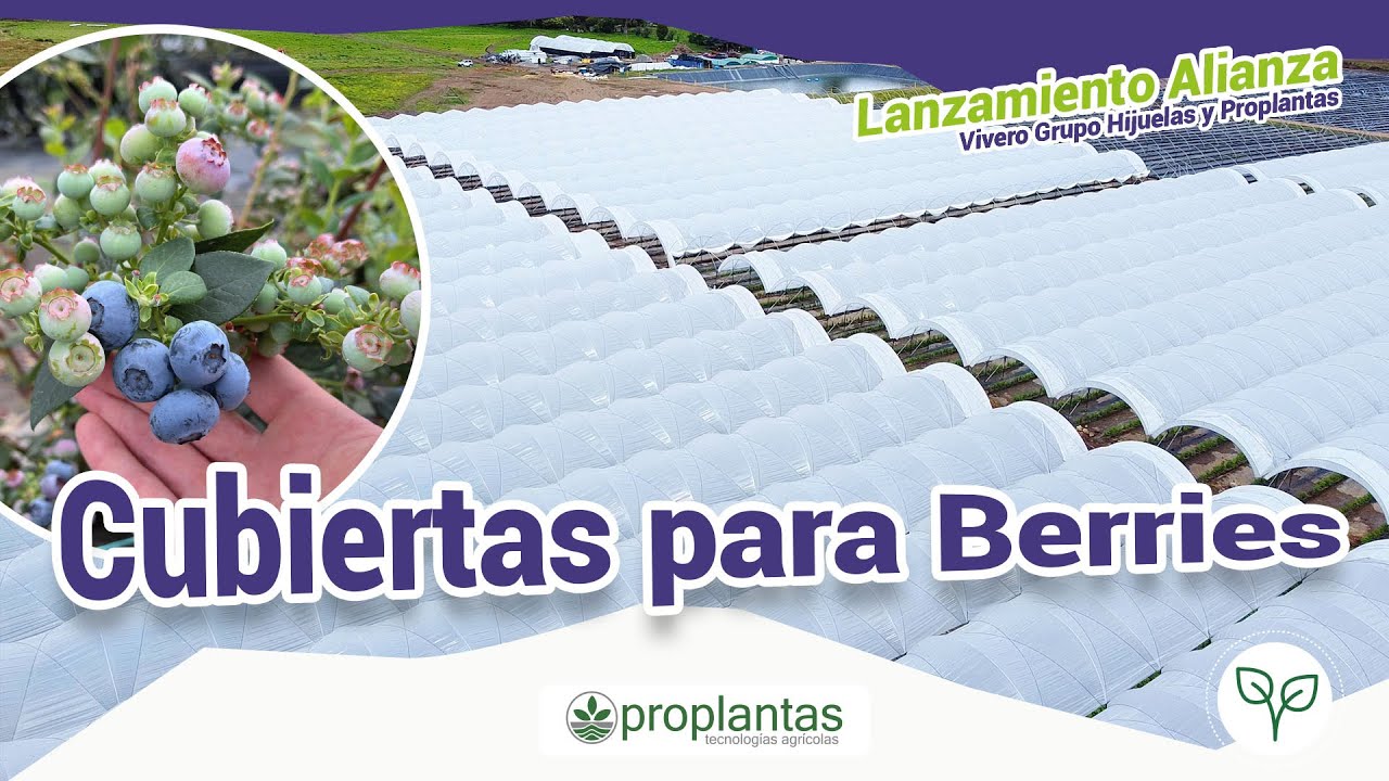 🫐🌱Tecnología de Cubiertas para Berries🫐📈
