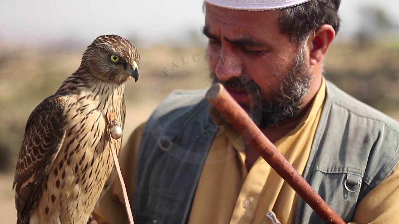 პაკისტანელი ბაზიერები. Pakistan Falconry Association