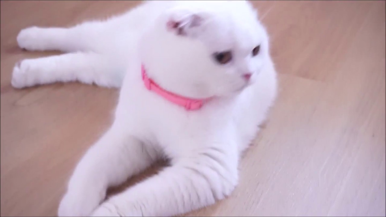 BEYAZ KEDİ Scottish Fold-Funny cat