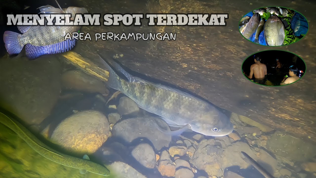 Spearfishing: Menjelajah dan menyelam spot terdekat #spearfishing 